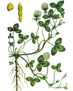 04014dym-5a03-292x365.png