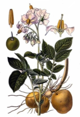04014dyx-7651-263x382.png