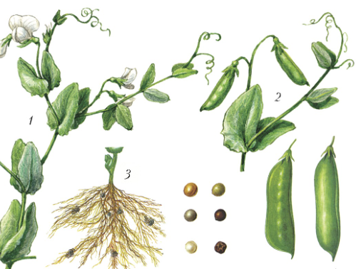 04014e02-2ca0-499x378.png