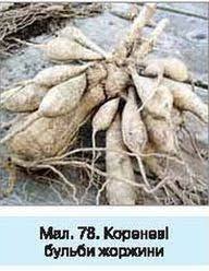 Кореневі системи. Видозміни кореня » Народна Освіта