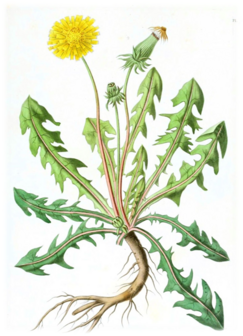 04014klv-1f46-243x336.png