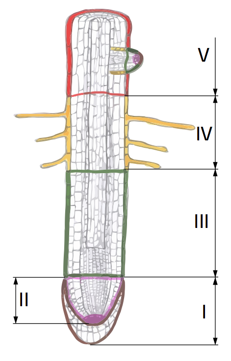 04014xqn-b115-471x738.png