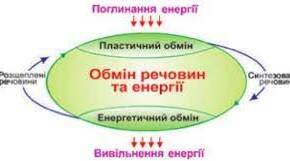 (Копія) Обмін речовин та перетворення енергії 