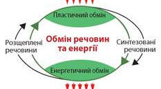 Обмін речовин і енергії  в клітині