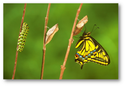 04015noj-b5f2-253x175.png