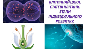 Тест "Клітинний цикл. Статеві клітини. Етапи індивідуального розвитку.