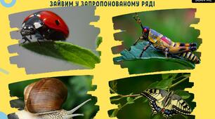 Гра "Хто зайвий". Комахи - членистоногі.