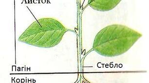 Узагальнення з теми "Рослини. Ч.1"