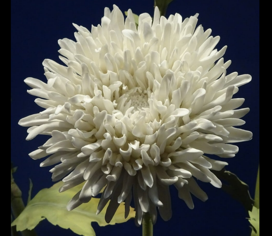 04015y5x-782a-940x816.png