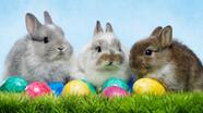 Why do we have Easter eggs and the Easter bunny? - CBBC Newsround