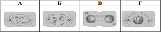 04016113-c20c-553x116.png