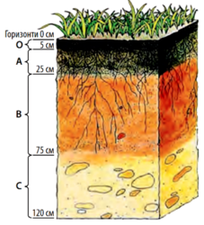 04016946-fa21-785x863.png