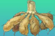 04016d5p-d689-254x169.png