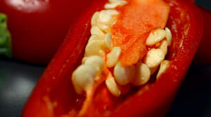 Насінина