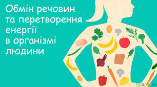 Складання схем обміну вуглеводів , , ліпідів та білків а організмі людини