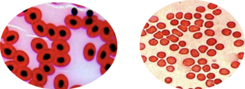 04016njl-0ef9-353x128.png