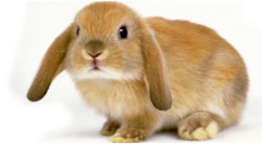 04016nnk-5a9c-241x133.png