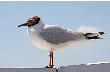04016q37-c4d9-369x242.png