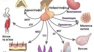 Нейрогуморальна регуляція процесів метаболізму