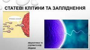 Статеві клітини та заплідення