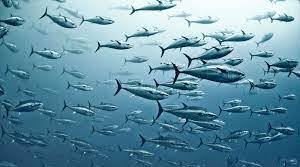 Can you count fish in the sea?