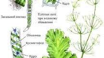 Нижчі спорові рослини