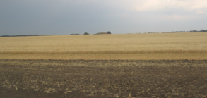 04016yyn-498f-293x139.png