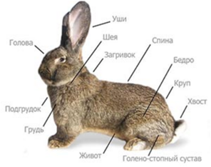 040171nr-df19-296x234.png