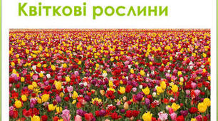 «Я пізнаю світ» 3 клас