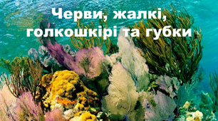 Презентація "Черви, жалкі, голкошкірі та губки"