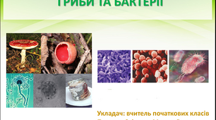 Презентація «Гриби та бактерії»