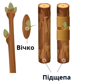 0401761u-5e54-300x290.png