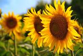 0401763r-64e7-172x116.jpg