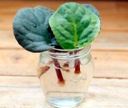 04017666-c160-186x157.jpg