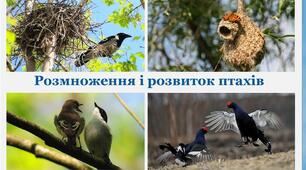 Птахи. Розмноження та розвиток птахів