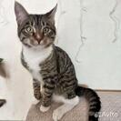 Котик купить в Омске | Животные и зоотовары | Авито