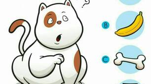 Хто що їсть? Домашні тварини