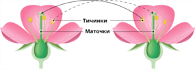 04017cdh-6bda-285x103.png