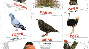 Різноманітність птахів