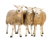 1,904 Three Sheep Stock Photos, Pictures & Royalty-Free ...