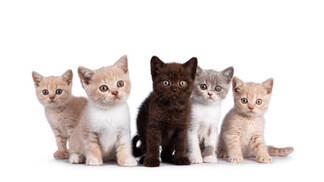 2,691 Five Cats Stock Photos, Pictures & Royalty-Free Images ...