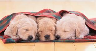 How To Find a Reputable Dog Breeder ⋆ Cathy's K9 Kids Dog Training, LLC
