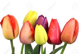 Bouquet Of Seven Flowers Tulip On A White Background Stock Photo, Picture And Royalty Free Image. Image 27675718.