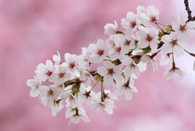 04017fvx-31f8-381x256.jpg