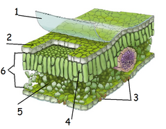 04017j0g-dea7-239x186.png