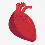 Red Heart Organ Human PNG , красный, сердце, орган PNG картинки и пнг рисунок для бесплатной загрузки