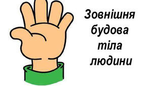 Яку будову має наше тіло