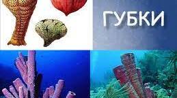 Тип Губки. Особливості будови та процесів життєдіяльності