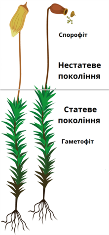 04017kvf-d129-221x473.png