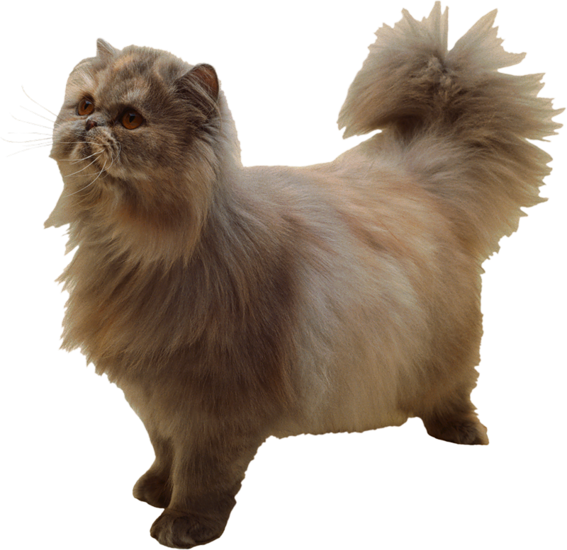 04017w0k-298e-800x777.png